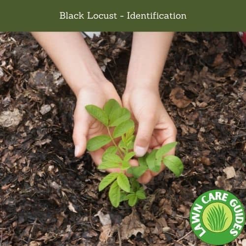 Black Locust - Identification