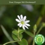 Does Vinegar Kill Chickweed?
