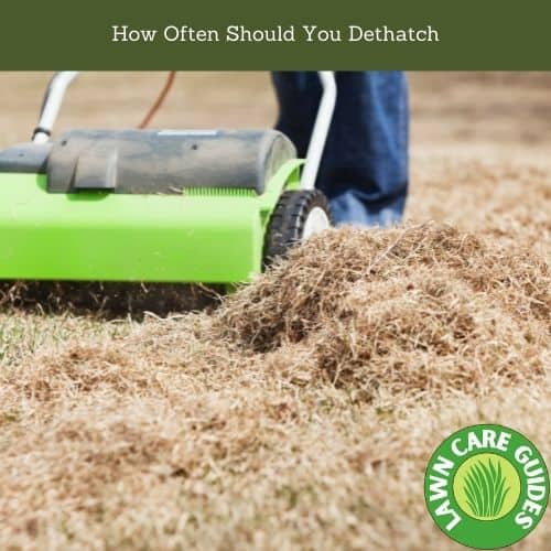 How Often Should You Dethatch