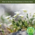 How to Get Rid of Chickweed in Flower Beds