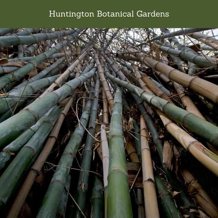 Huntington Botanical Gardens
