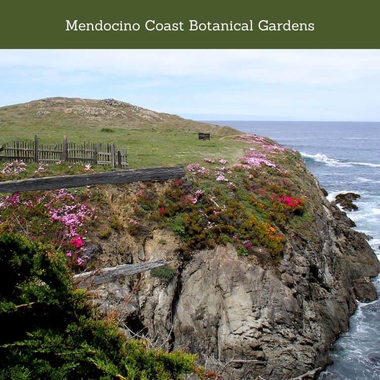 Mendocino Coast Botanical Gardens
