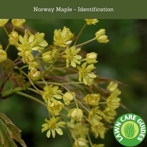 Norway Maple - Identification