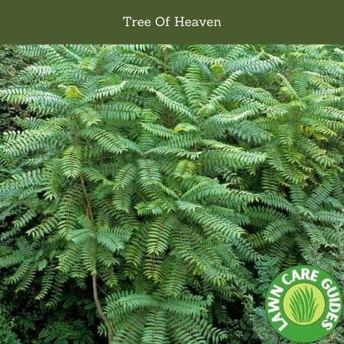 Tree Of Heaven Identification