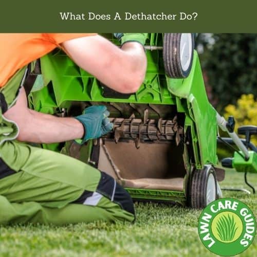 What Does A Dethatcher (scarifier) Do?