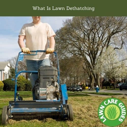 What Is Lawn Dethatching