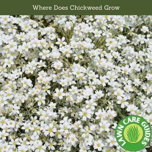 Where Does Chickweed Grow