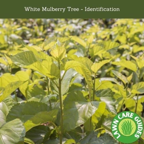 White Mulberry Tree - Identification