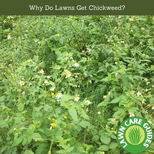 Why Do Lawns Get Chickweed?