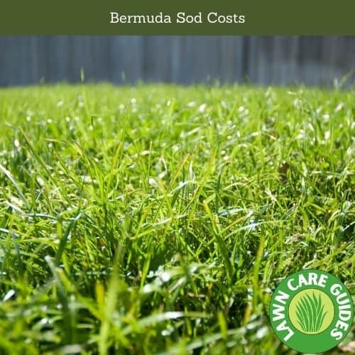 Bermuda Sod Costs