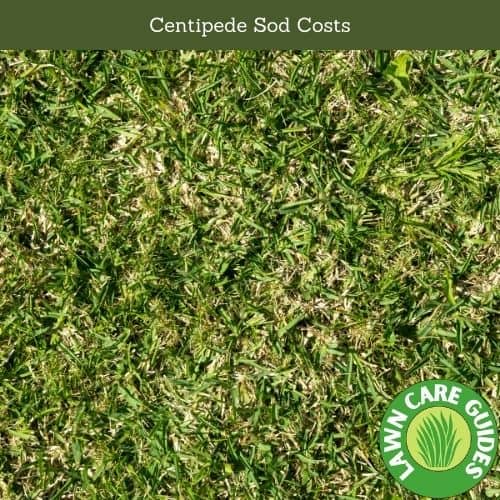 Centipede Sod Costs