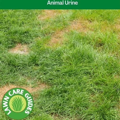   Animal Urine in grass