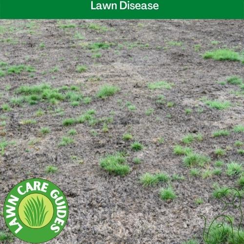 Lawn Disease