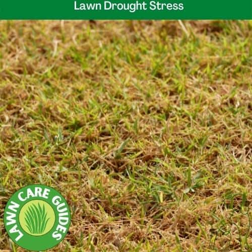 Lawn Drought Stress