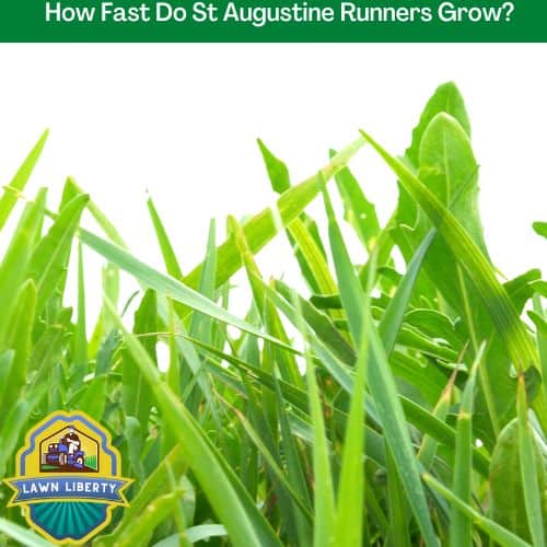 How Fast Do St Augustine Runners Grow?