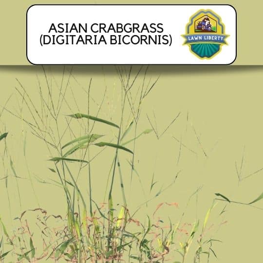 Asian Crabgrass (Digitaria bicornis)