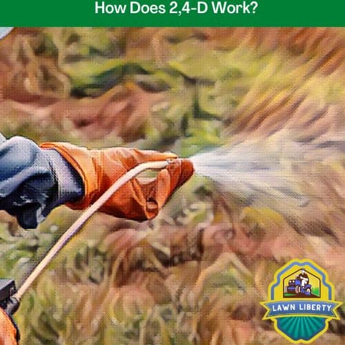 How Does 2,4-D Work?