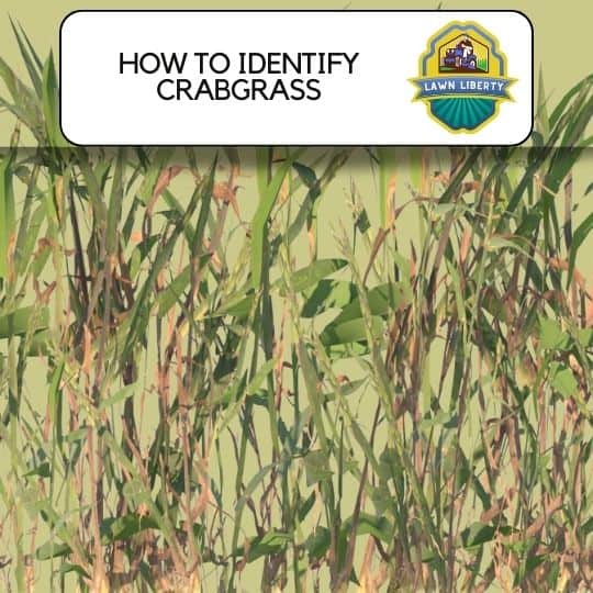How To Identify Crabgrass