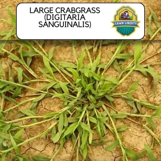 Large Crabgrass (Digitaria sanguinalis)