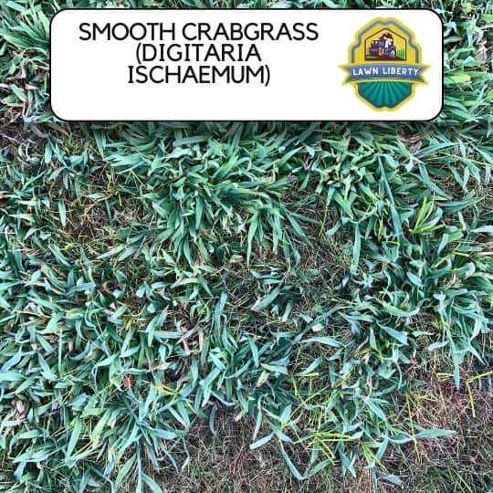 Smooth Crabgrass (Digitaria ischaemum)