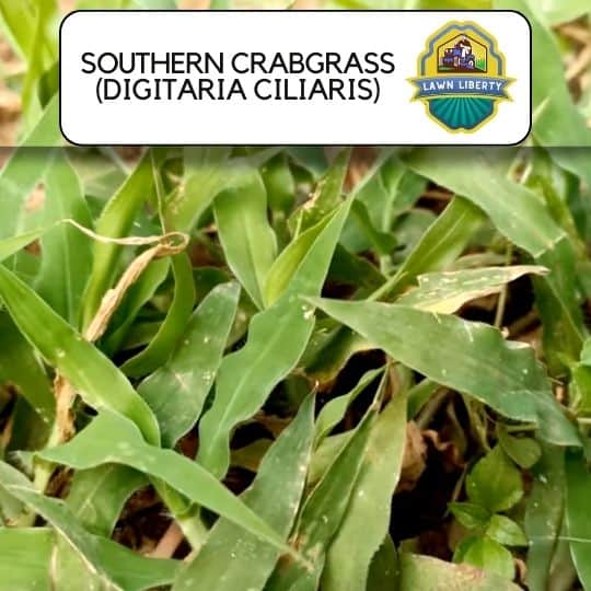 southern Crabgrass (Digitaria Ciliaris)