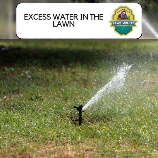 Excess Water in the Lawn ( Over watering)