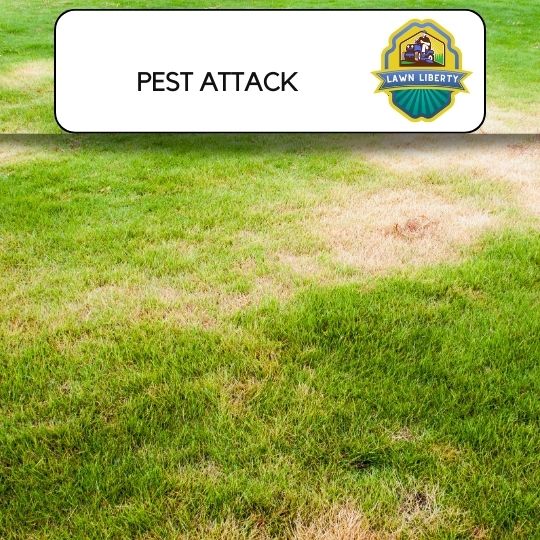Pest Attack making lawn turn yellow