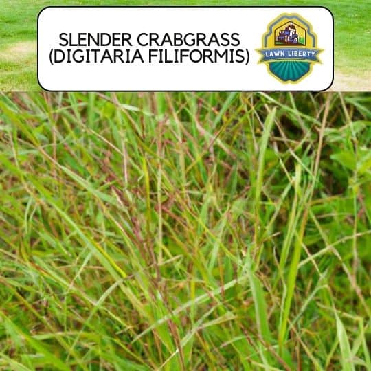 Slender Crabgrass (Digitaria filiformis)